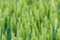 YoungÃÂ Wheat,ÃÂ GreenÃÂ WheatÃÂ SeedlingsÃÂ growing in a field Royalty Free Stock Photo